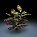 Vibrant Colorful Leafy Plant with Red Yellow Green Striped and Variegated Leaves