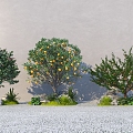 Modern courtyard fruit tree apple tree orange tree landscape tree 3d model