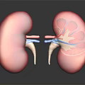 Human Kidneys Anatomical Structure Showing Internal Details And Blood Vessels