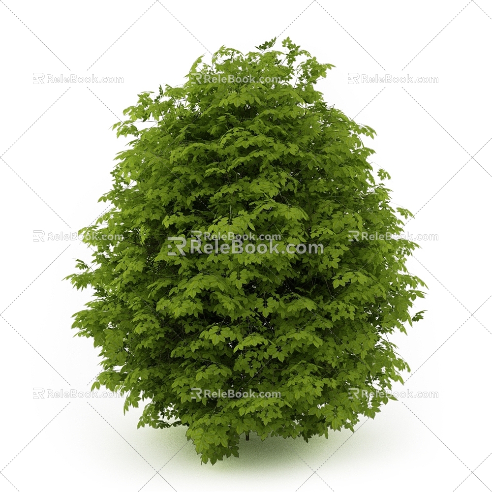 Golden leaf privet landscape shrubs outdoor plants 3d model