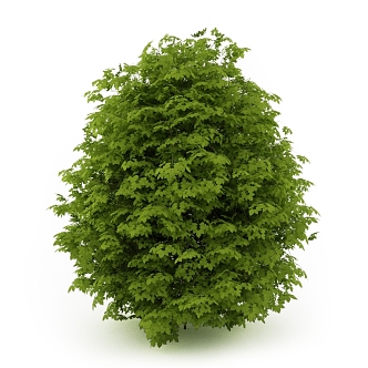 Golden leaf privet landscape shrubs outdoor plants 3d model