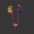 Detailed 3D Anatomical Model Of Human Kidneys Ureters And Bladder Structure
