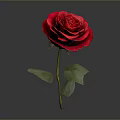 Beautiful Red Rose Plant with Green Leaves and Stem on Gray Background