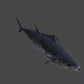 Fresh Deep Sea Tuna Fish Swimming In Blue Water For Seafood Dishes