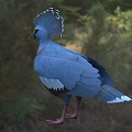 Vibrant Blue and Pink Feathered Flying Animal with Crested Head Standing on Grassland