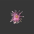 Pink And White Flower With Gradient Petals Yellow Center And Green Stem On Black Background