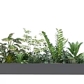 Lush Healthy Potted Plants In Rectangular Planter With Various Green Foliage