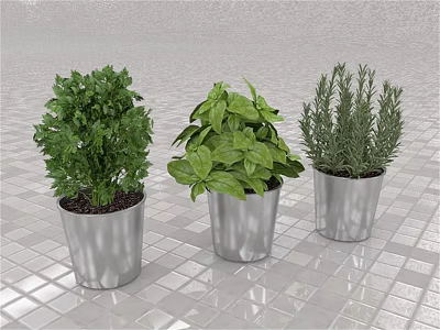Indoor Herb Potted Plants In Silver Metal Pots On Tile Floor With Fresh Green Leaves 3d model