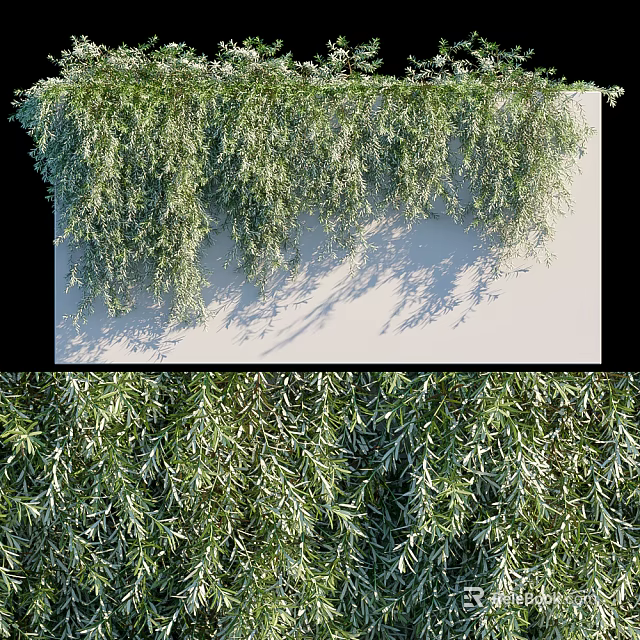 Dense Living Plant Wall Featuring Lush Green Foliage and Trailing Plants 3d model 
