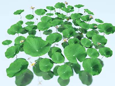 Green Lotus Leaves With White Small Flowers And Reflections On Light Blue Background 3d model