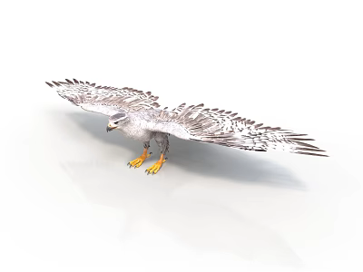 White Spotted Eagle With Spread Wings And Yellow Talons In Flight Posture On White Background 3d model