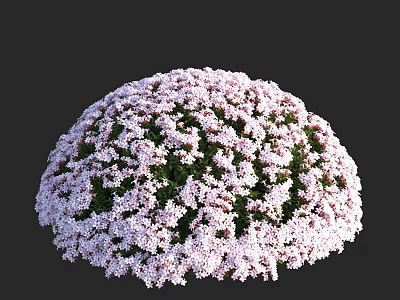 Rounded Shrub With Beautiful Pink And White Blooming Flowers In Garden 3d model