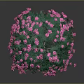 Blooming Ornamental Tree With Lush Green Leaves And Vibrant Pink Flowers