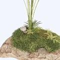 Grass like Plants with Radiant White Flowers on Rock Base with Green Moss and Ferns