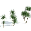 Green Arbor Trees With Slender Trunks And Spreading Foliage In Groups 3d model