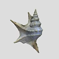 Conch Shell With Spiral Shape And Textured Surface On White Background 3d model