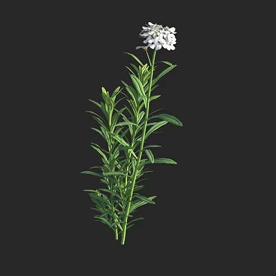Modern cruciferous evergreen buckling white Shu flowers and grass 3d model