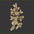 Beautiful Branching Coral Formation Providing Vital Habitat For Diverse Aquatic Animals
