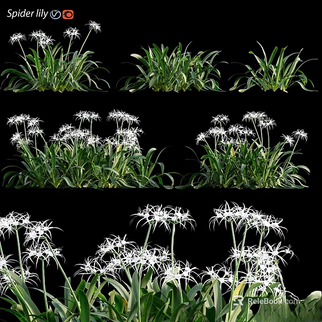 Decorative Green Leafy Plants With White Flowers Against Black Background Various Angles 3d model 