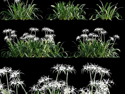 Decorative Green Leafy Plants With White Flowers Against Black Background Various Angles 3d model