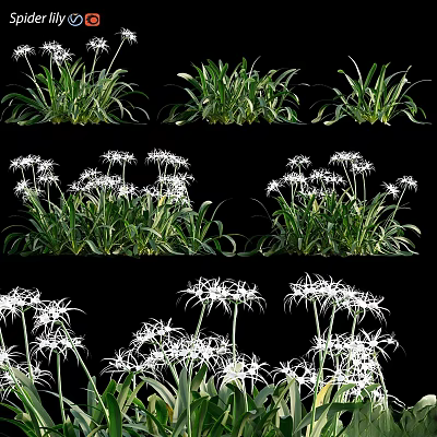 Decorative Green Leafy Plants With White Flowers Against Black Background Various Angles 3d model