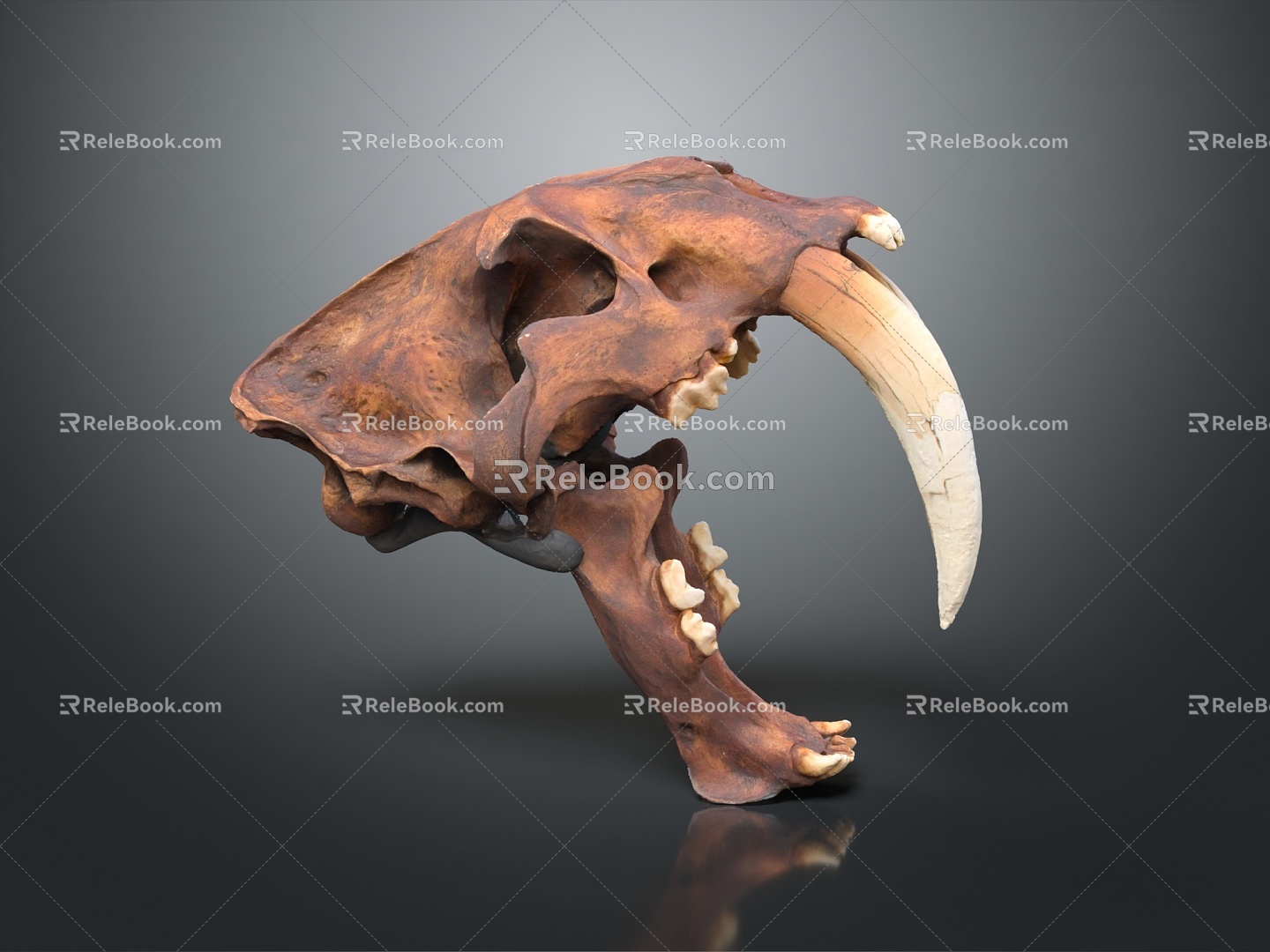 Modern Skull Animal Skull Saber-toothed Tiger Skull Fossils 3d model