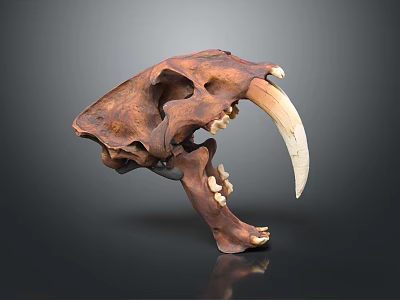 Medical Anatomical Skull Model With Long Canine Teeth For Teaching Purpose 3d model