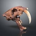 Modern Skull Animal Skull Saber-toothed Tiger Skull Fossils 3d model