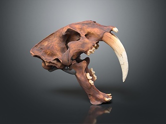 Modern Skull Animal Skull Saber-toothed Tiger Skull Fossils 3d model