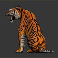 Sitting Tiger With Open Mouth And Orange Black Stripes On Gray Reflective Surface