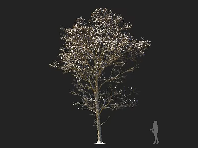 Tall Deciduous Tree With White Blossoms And Silhouette Figure In Natural Scene 3d model