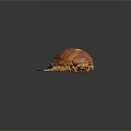 Giant Isopod With Brown Armored Exoskeleton And Many Legs On Dark Background