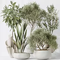Natural Fresh Garden Decor With Olive Trees Large Leafy Plants In White Pots