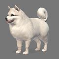 Modern Dog Chai Dog Fox Small Fox Wild Fox White Fox 3d model