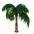 Indoor Green Shrub with Brown Trunk and Lush Leafy Foliage