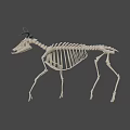 Deer Skeleton Display Showing Detailed Bone Structure And Natural Stance 3d model