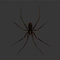 Large Spider With Long Legs And Dark Striped Body On Gray Gradient Background