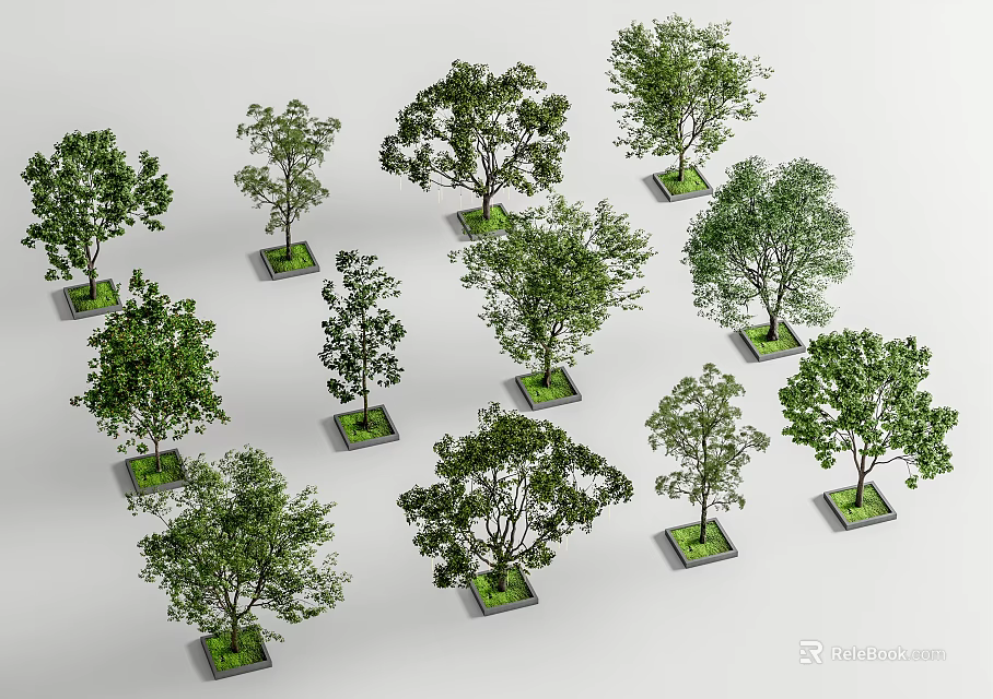 Multiple Arbor Trees Planted in Square Pots for Outdoor Garden 3d model 