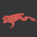 Frog With Open Mouth And Webbed Feet On Dark Background Showing Reflection And Rough Skin