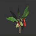 Fresh Natural Branch With Green Leaves And Black Red Green Mulberries