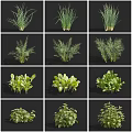 Various Fresh Green Crops Displayed In Grid Layout Showing Healthy Growth