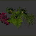 Various Potted Plants With Green And Red Leaves In Black Pots
