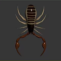 Brown and Beige Scorpion With Large Claws Tail And Reflection On Shiny Surface 3d model