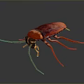 Red and Brown Cockroach With Long Antennae And Legs On Dark Background