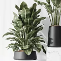 Bonsai Potted Plants With Large Green Leaves In Black Conical Pots On Marble Stands