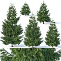 modern tree spruce tree landscape tree 3d model