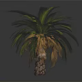 Palm Tree Featuring Green And Blue Green Fronds With Brown Scaly Trunk Base