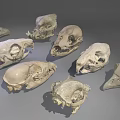 Assorted Animal Skull Specimens Arranged On Gray Background Displaying Various Skeletal Features 3d model