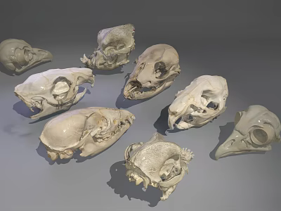 Skeleton Animal Skeleton Bird Skeleton Animal Skeleton Skeleton Skull 3d model