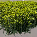 Blooming Yellow Rapeseed Flower Field Natural Source Of Organic Cooking Oil Ingredients